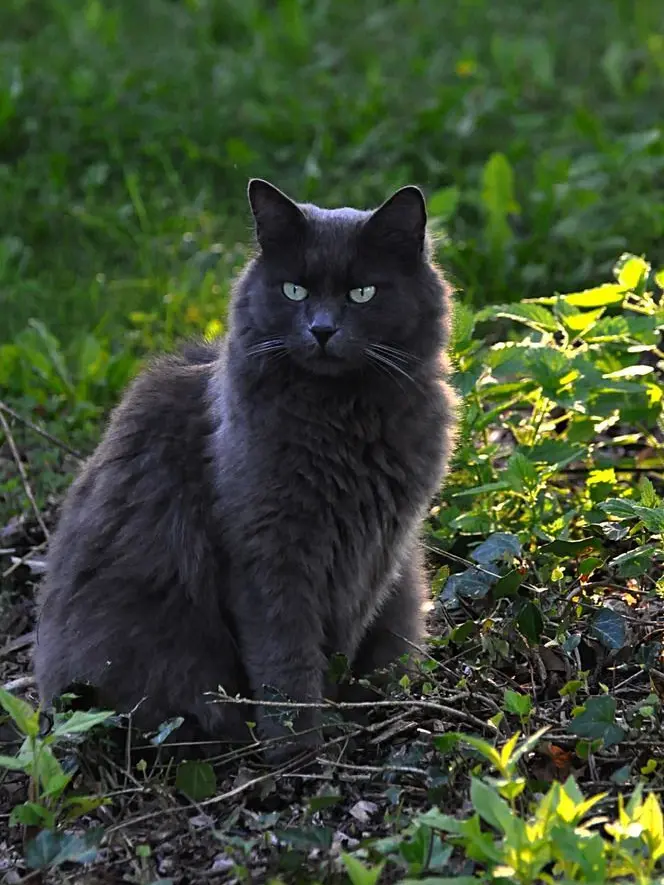 FetidKite2877의 Warrior cats, Ashclan,