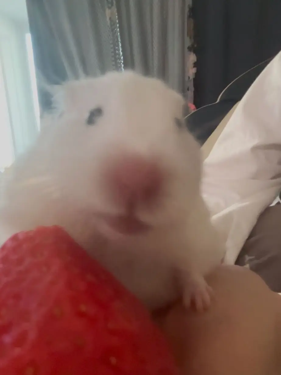 FestalPaint6399의 고고프렌즈+여우 수영장