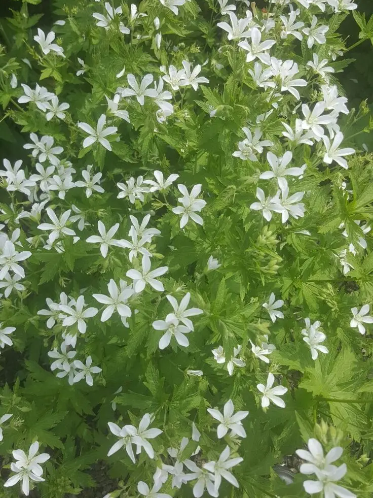 Best_salada의 꽃과 그녀