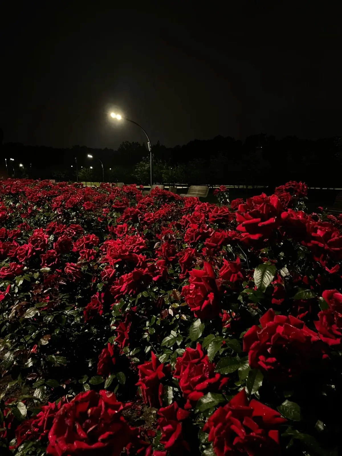 PoliteRaw0303의 unstableuniverse 薔薇園