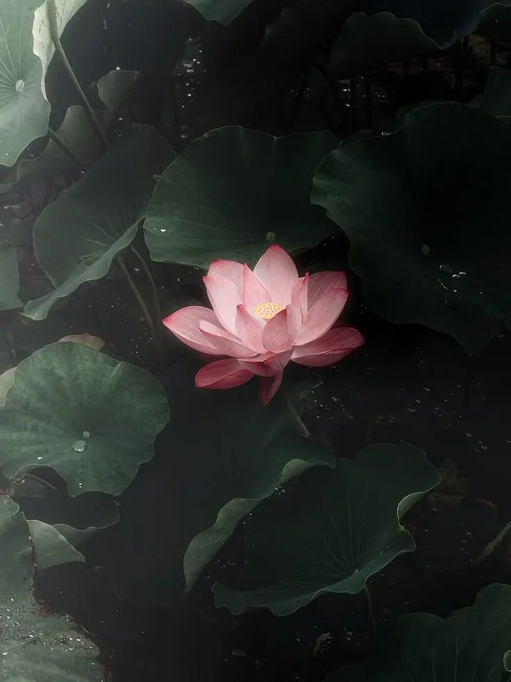 Karian의 The Imugi Waits for the Flower