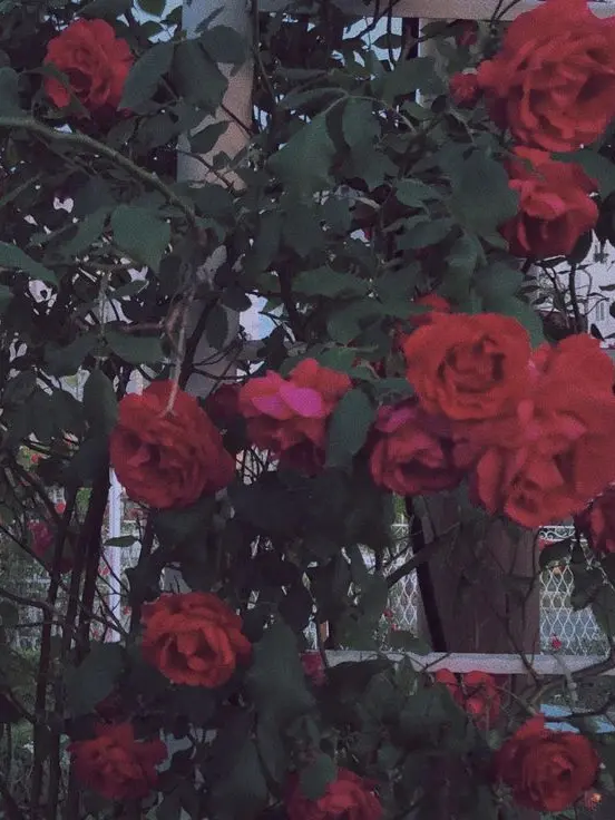 SaltySteel0495의 도은호