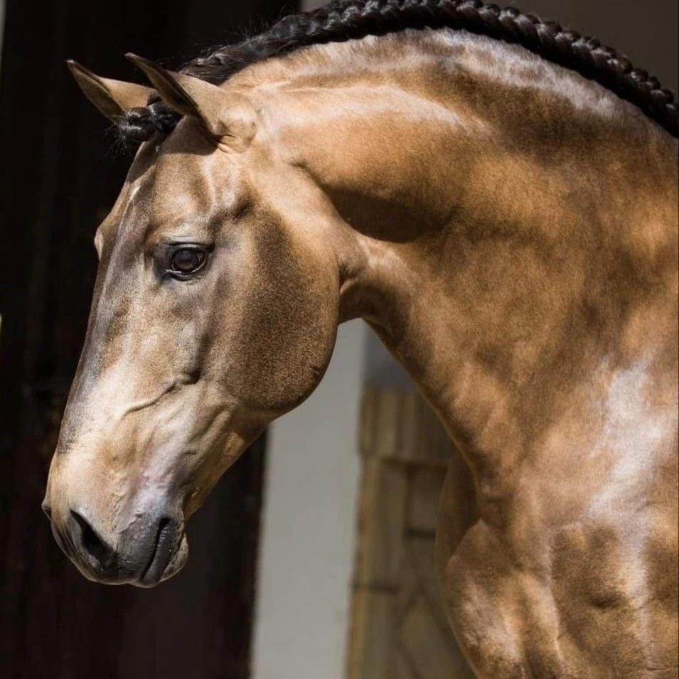 王室馬とのストーリー