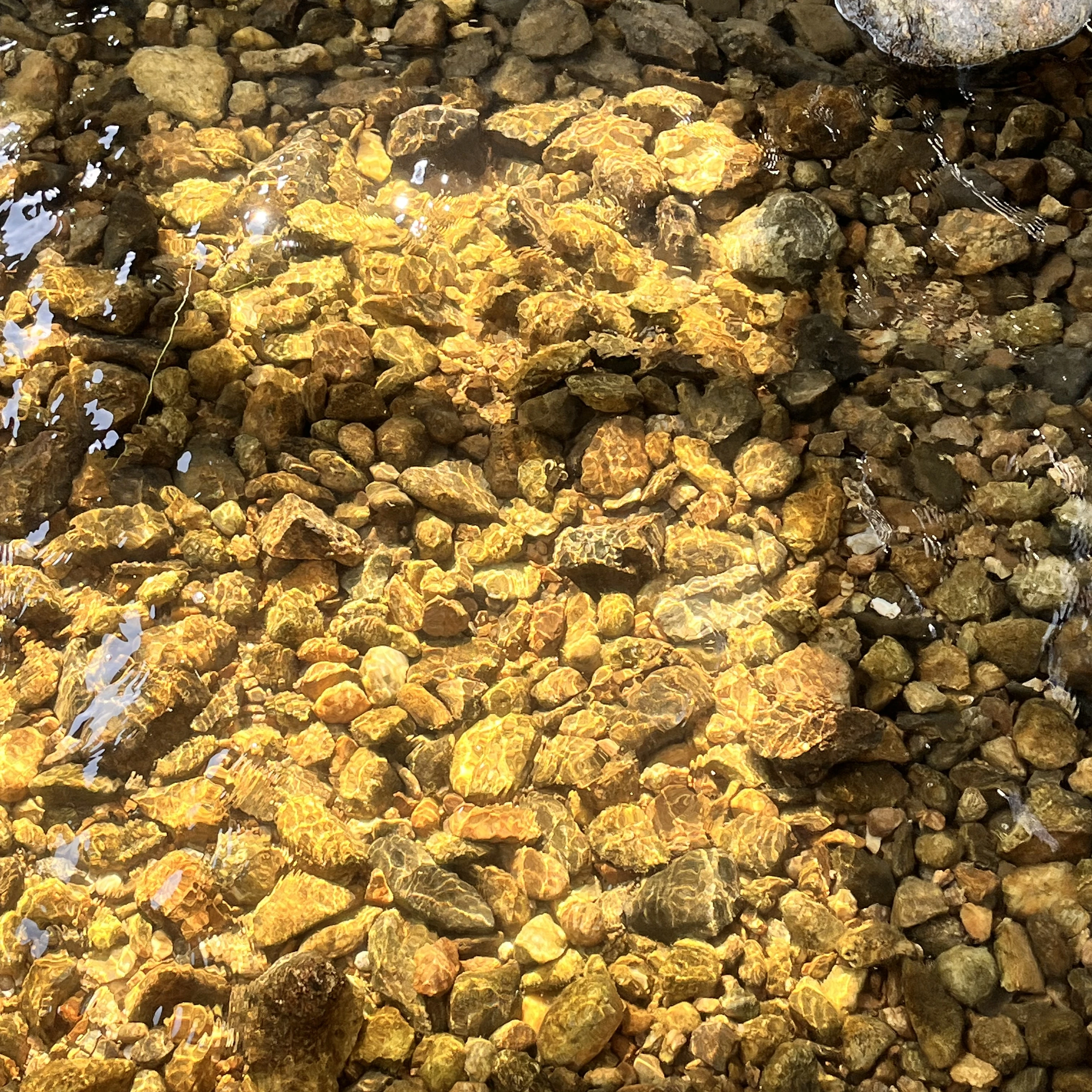 최강의 실험채들 :3