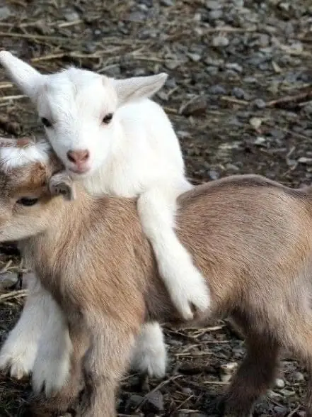 Sugarsweeter의 어린 양들