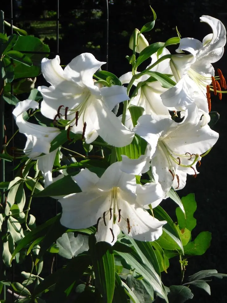 SmugPhone7414의 Rin