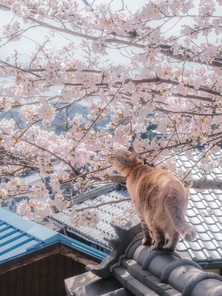 bb.Chae-ah의 뭐야, 이 털뭉치는.
