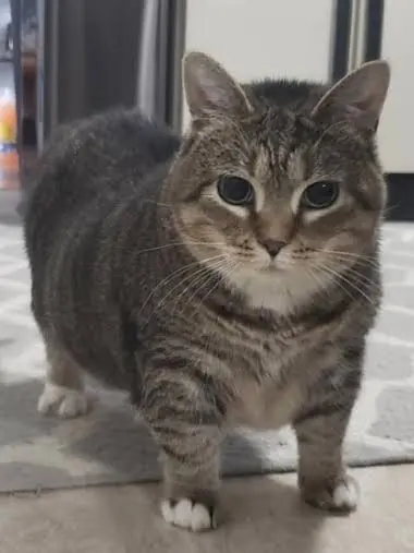 PorousLedge9289의 옆집 이웃은 oiia cat