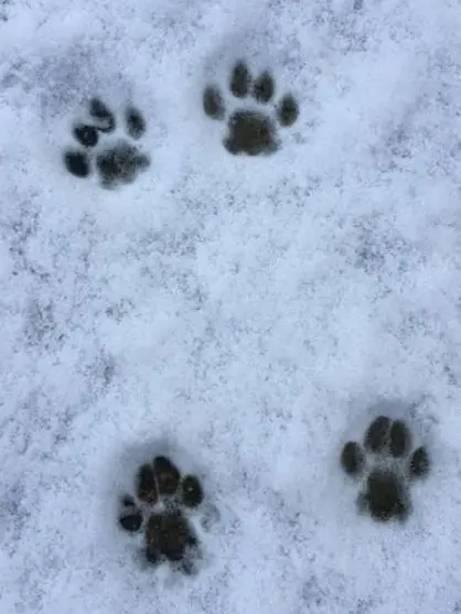 SquareClamp4488의 고양이 키우기🐟