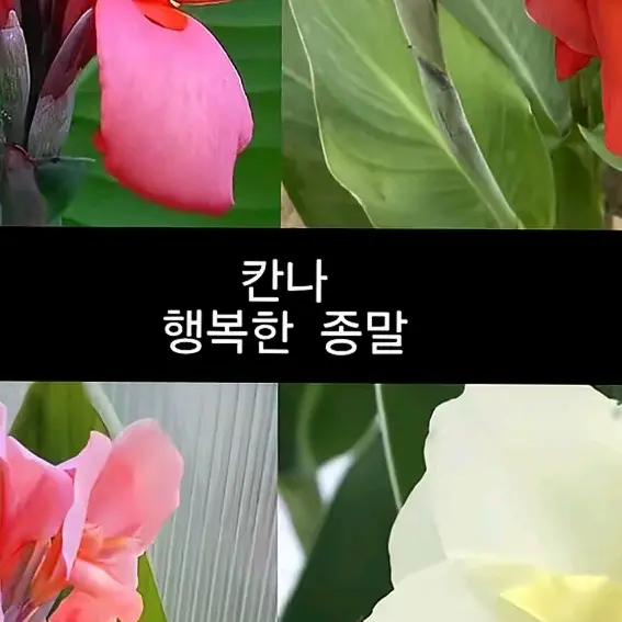 BalmyBaby4423의 남녀혼@합