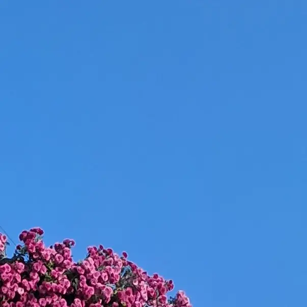 BroadXeme4376의 이누야사 가족