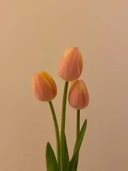 do_duck의 德开