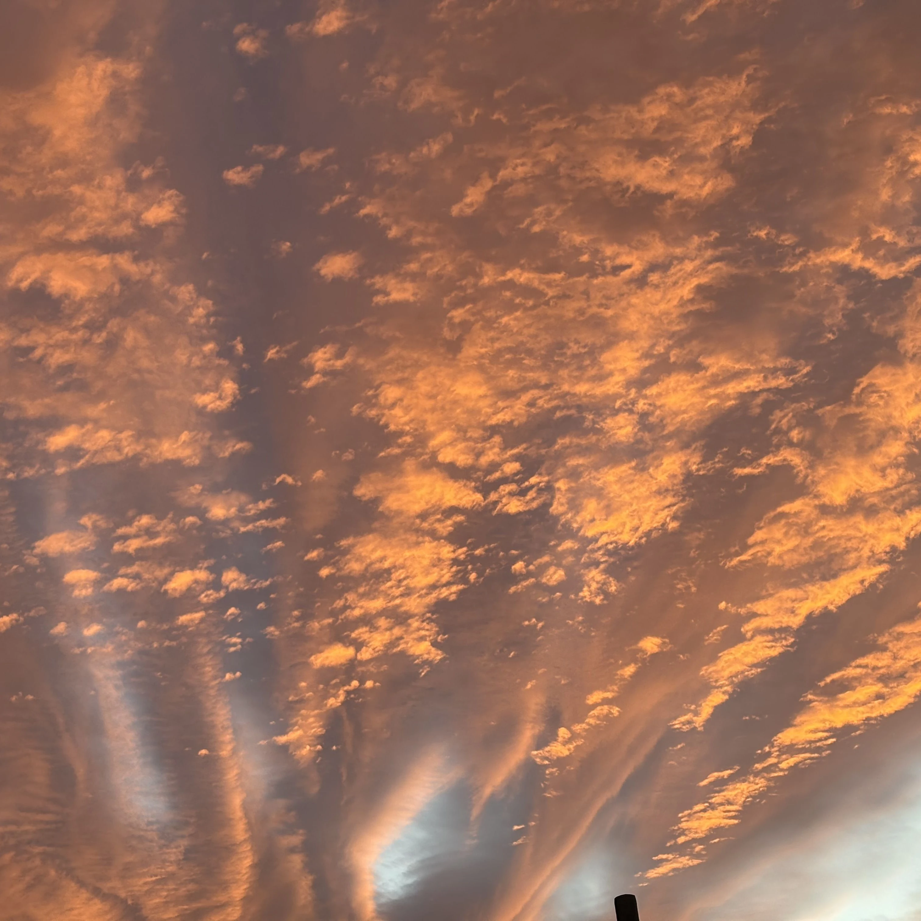 貴様ら、太宰さんを飼わないか!?