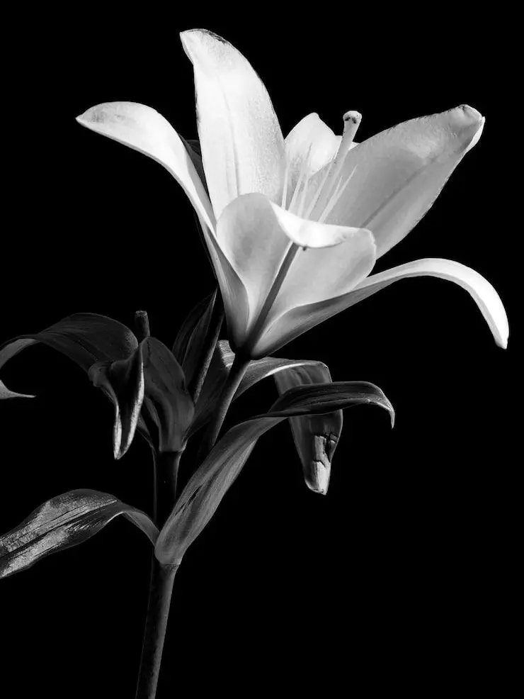 FullPot2096의 믿음?