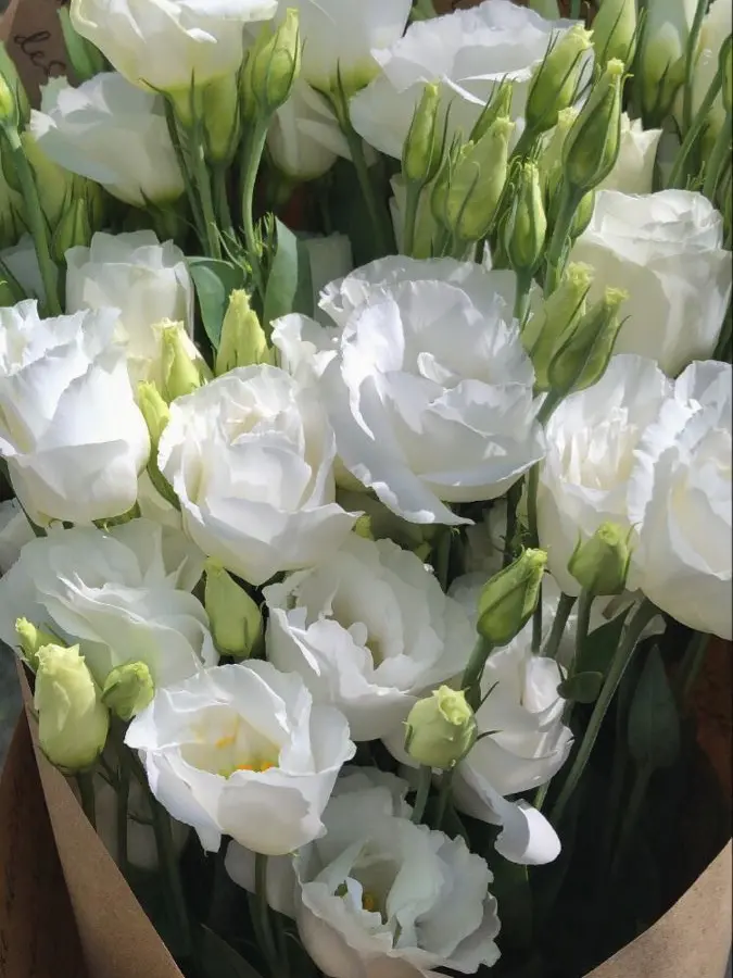 Dujokku의 『 先輩たちの片思い 』