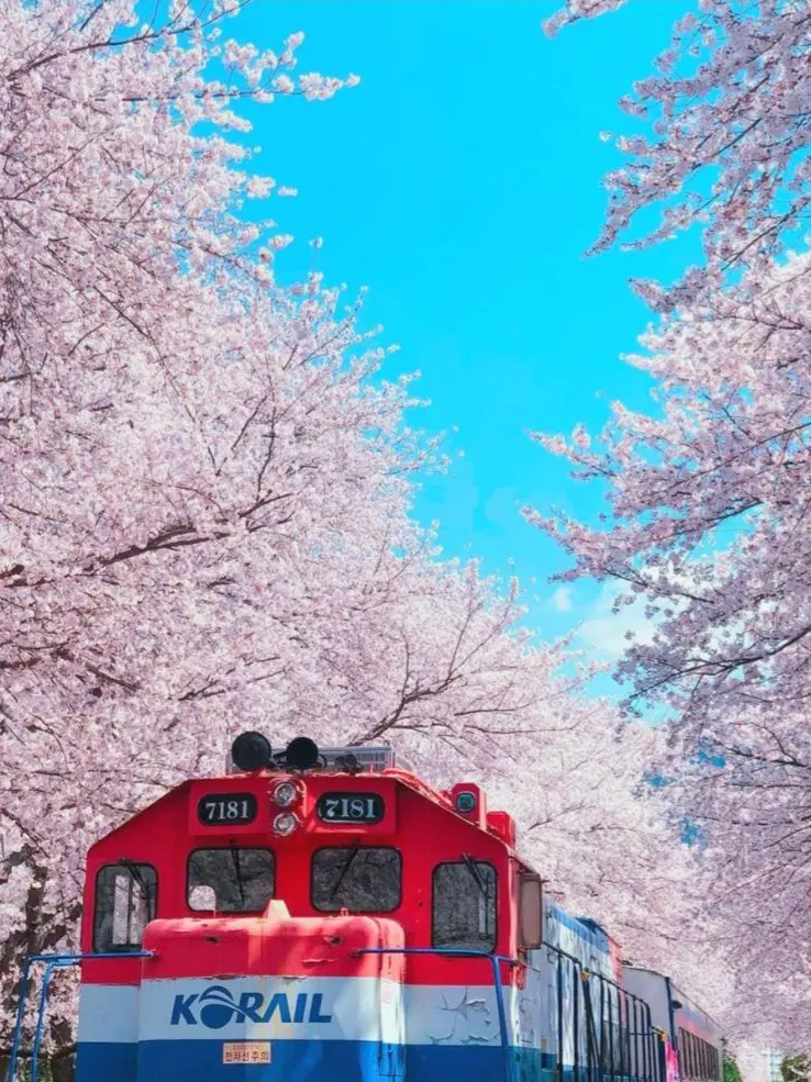I_love_Tsukishima_K의 벚꽃이 피는 날,