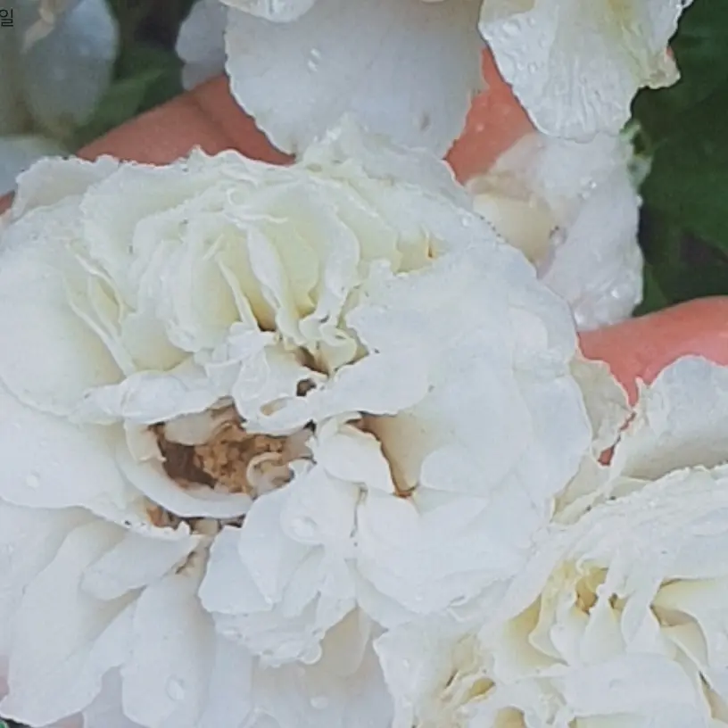 PuristWiper8474의 이지혁