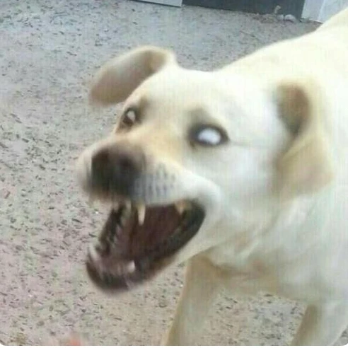 쿠키런 유치원