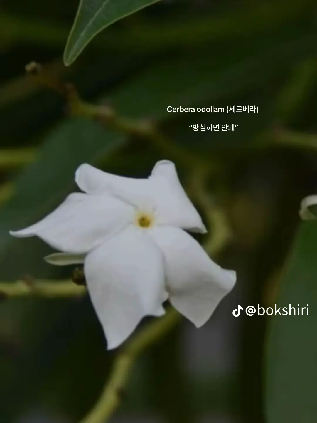 YTBJ1116의 날 구원해준 인외 아저씨