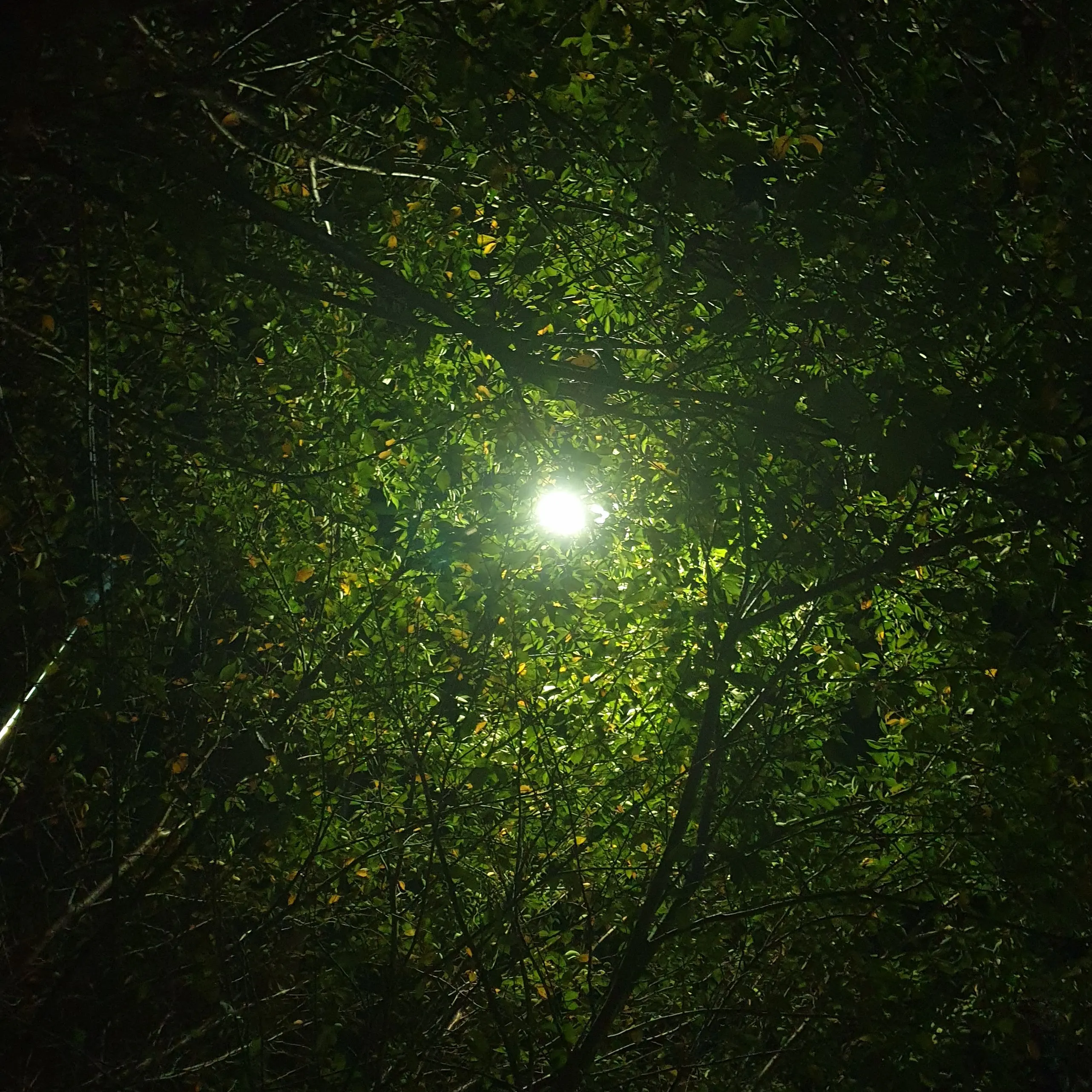 Mangoooooo의 도준