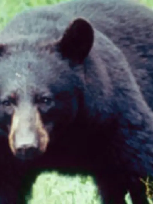 CaringWool2021의 Black Bear