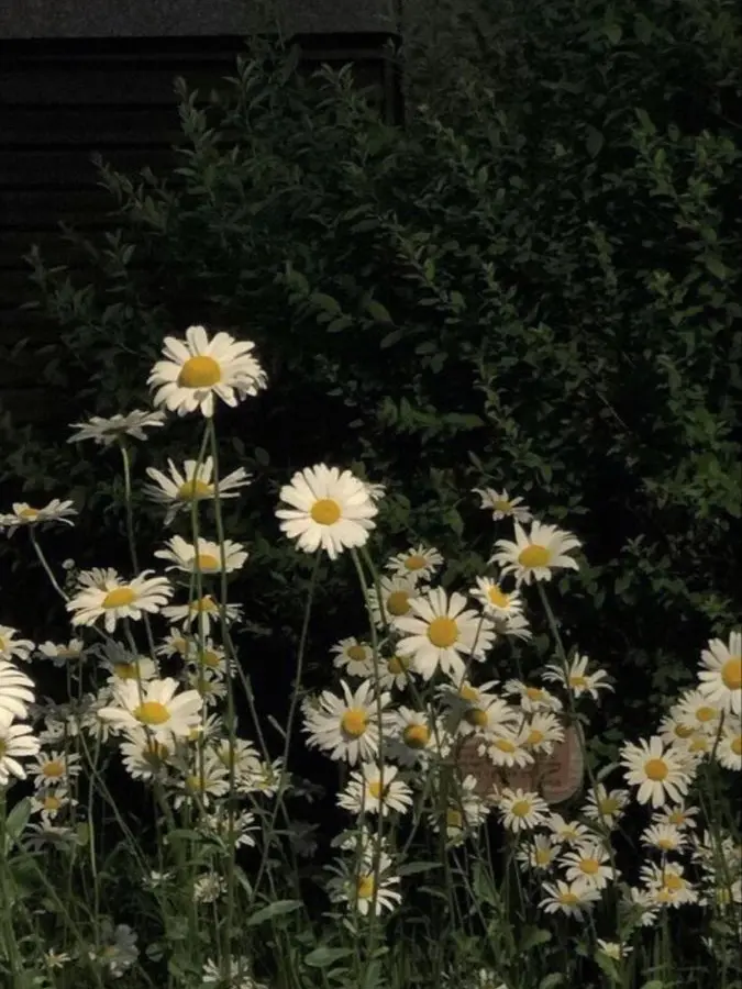 ZhouAnxin의 보플고2