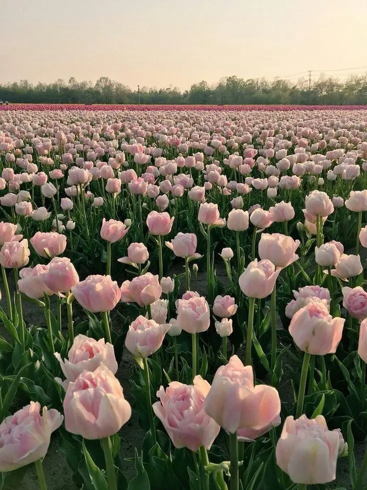 DaftBoas1809의 잊지 말아줘