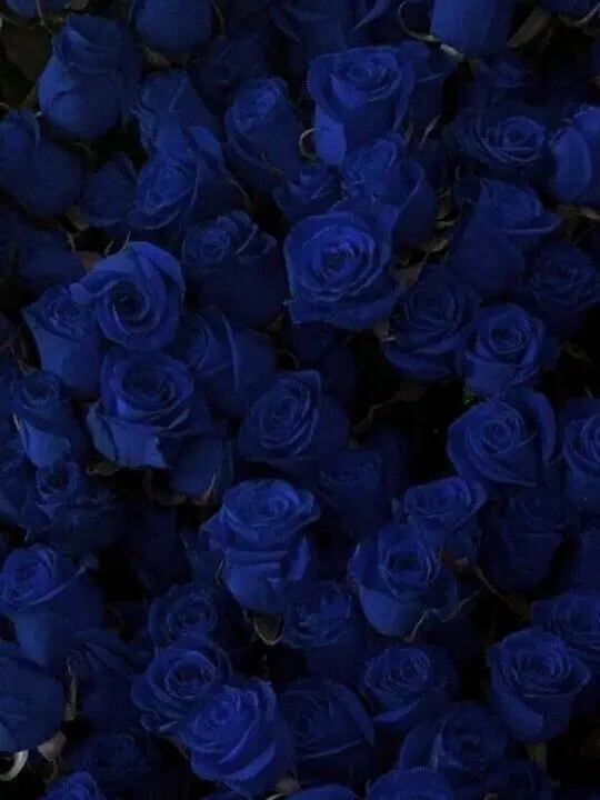 Kurageee486의 青い薔薇の花言葉は