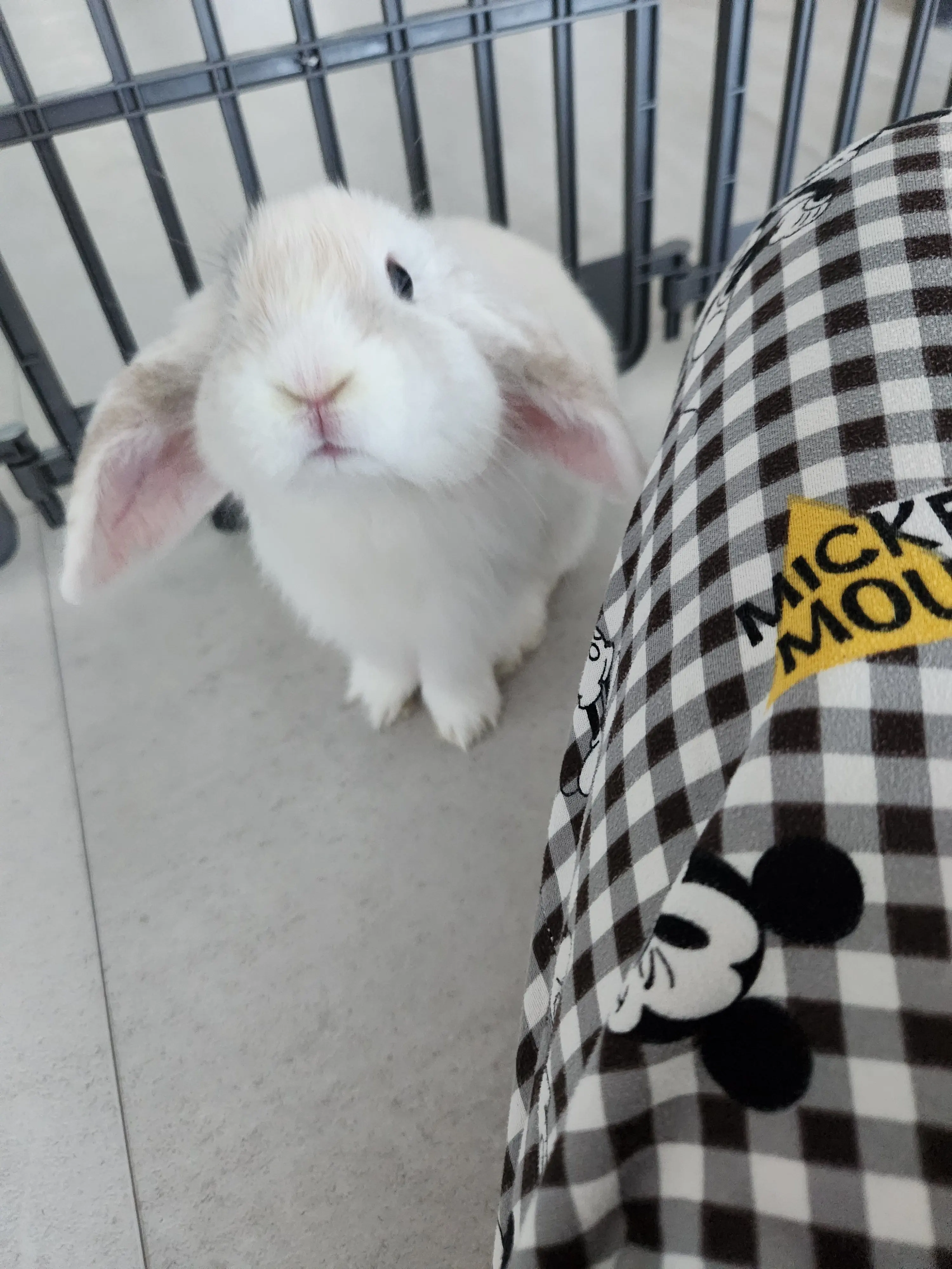 Lovebunny의 토끼 토끼 토끼