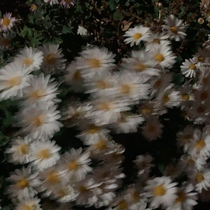 패러다이스 대표 이미지