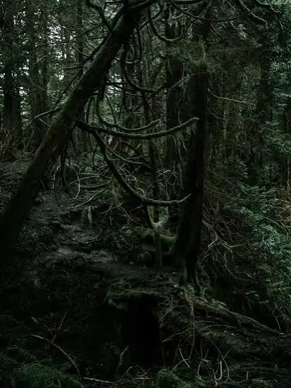 LeafyMap0583의 빨간망토