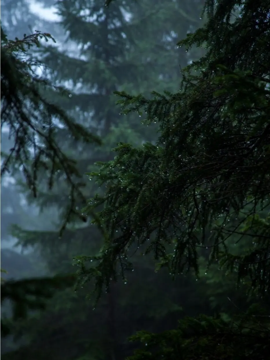 WoodyOcean9690의 박소영