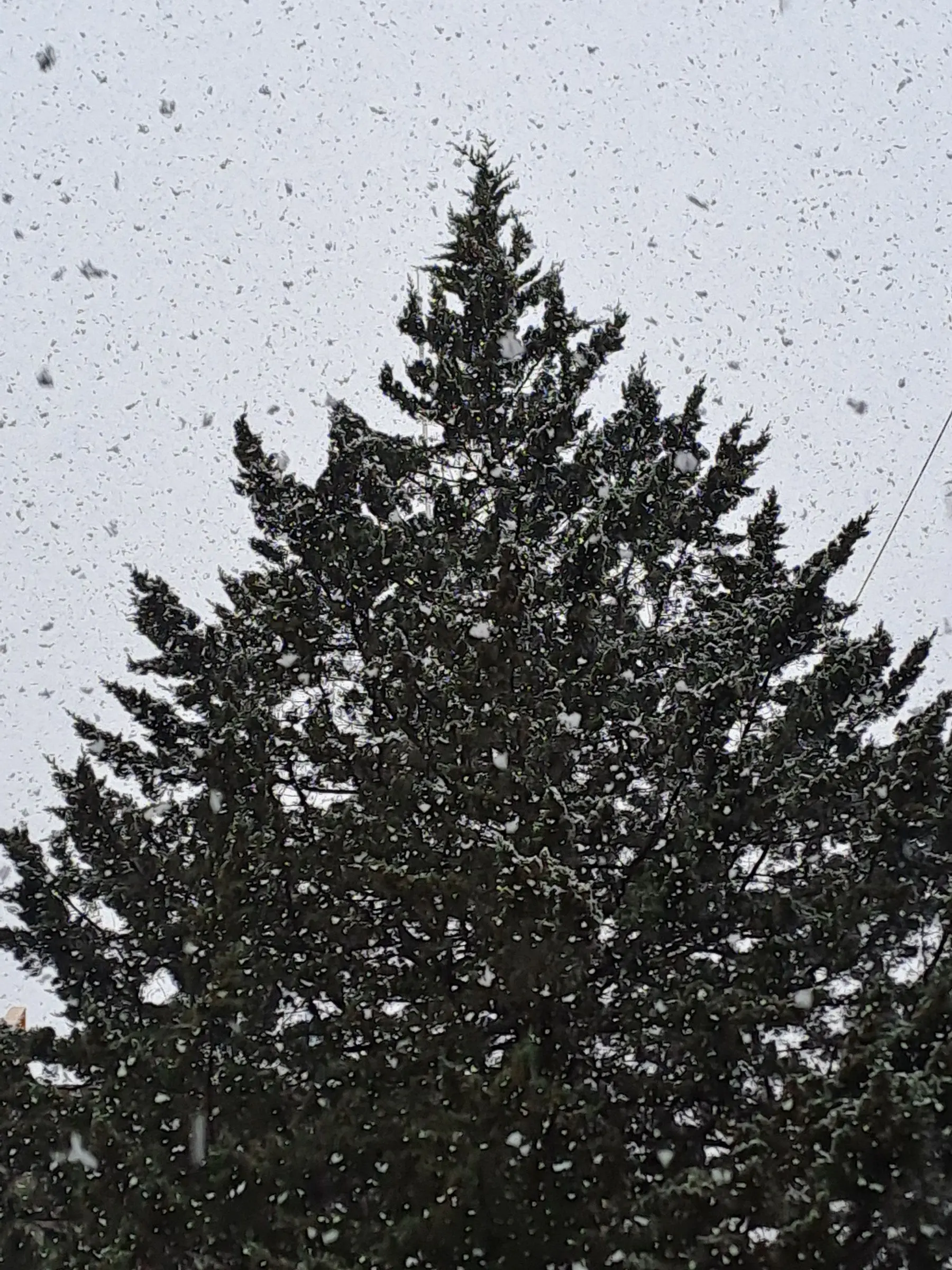 GrossSlur2168의 정이안