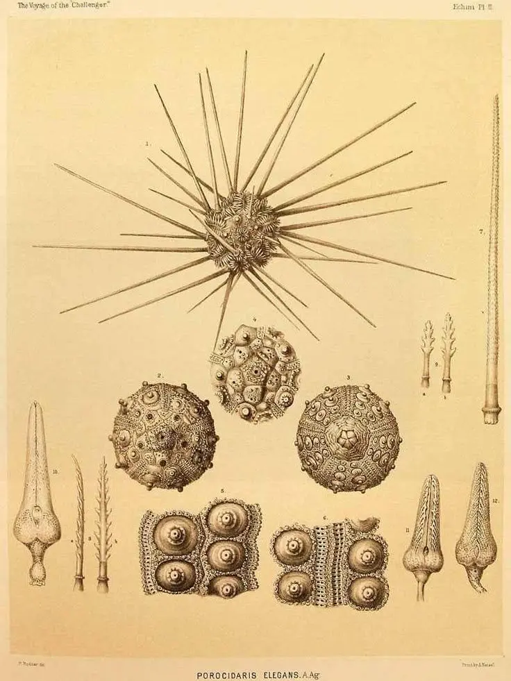 FluffyBowl의 고생물학 아저씨