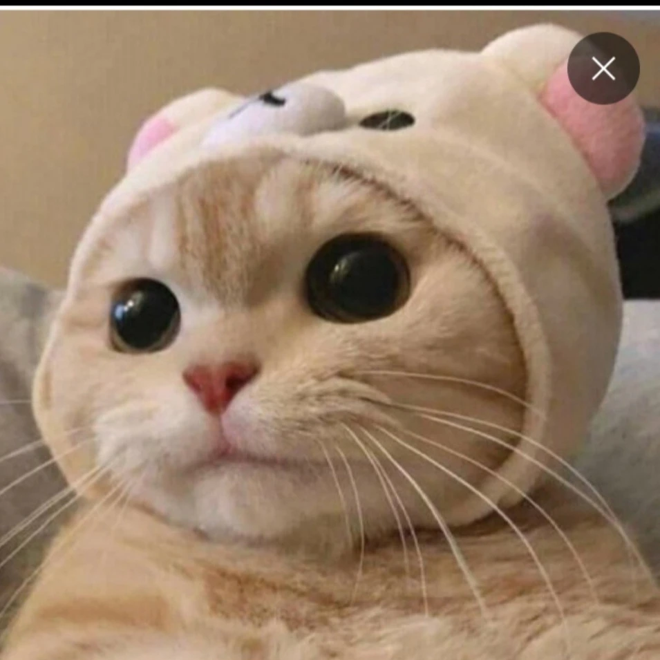 여우새끼