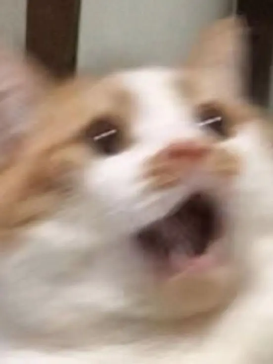 SleazyNylon9239의 子供