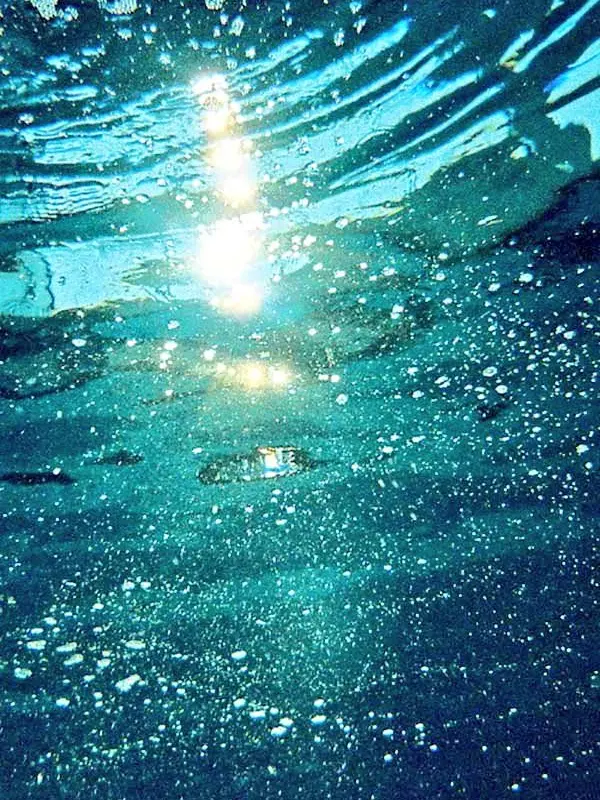 SalmonPark2679의 블루웨일