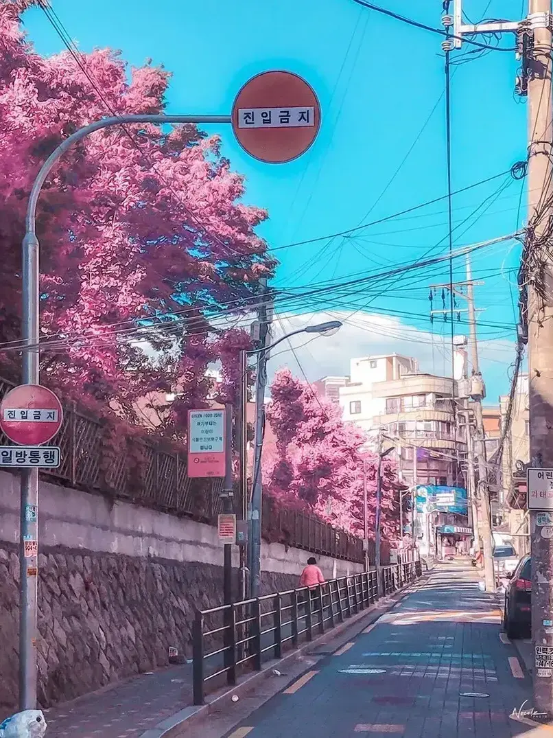 THEamora의 Travel to Korea!