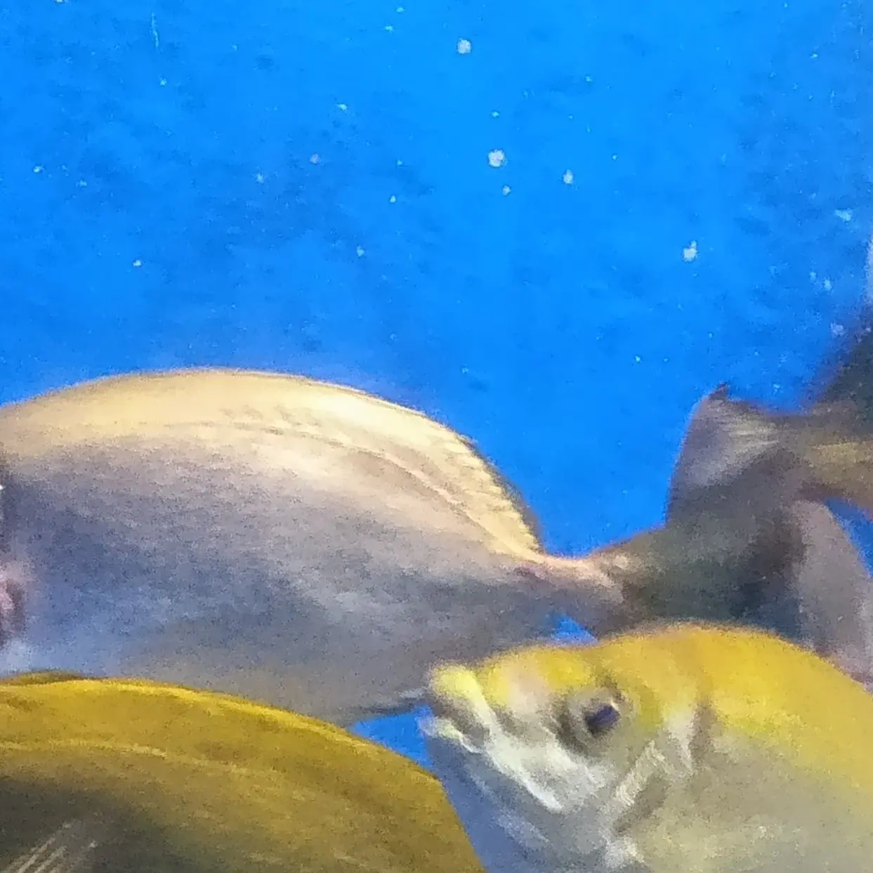 JustLynx2331의 アイドル〜