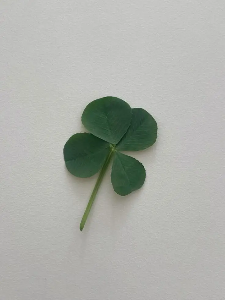 BraveGraph8030의 거구귀랑 찍찍이가 집에 얹혀삽니다;