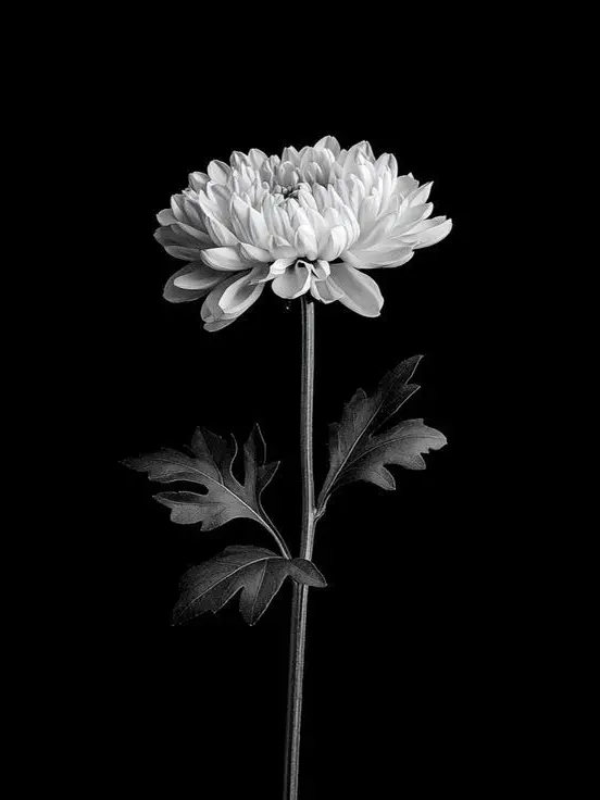 KingBK의 죽었습니다