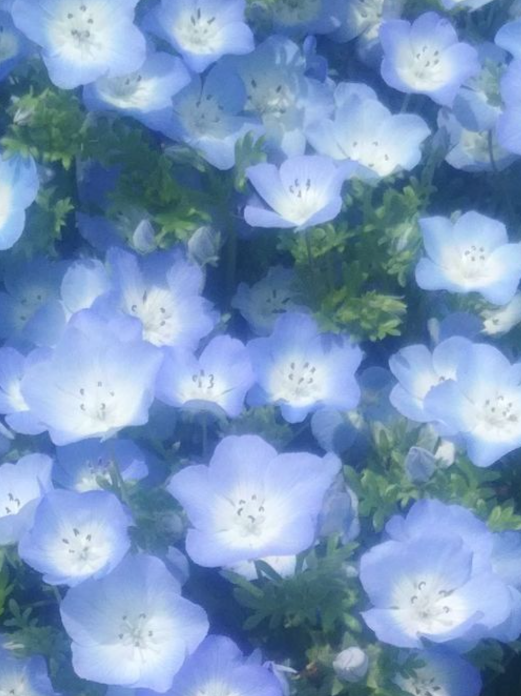 { 여우수인인 {{user}}🦊 } 대표 이미지