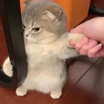 DoughyLeaf2225의 아기고양이