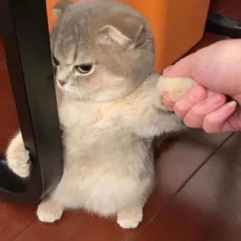 아기고양이