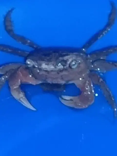 Kotone2000228의 自己満だお☆