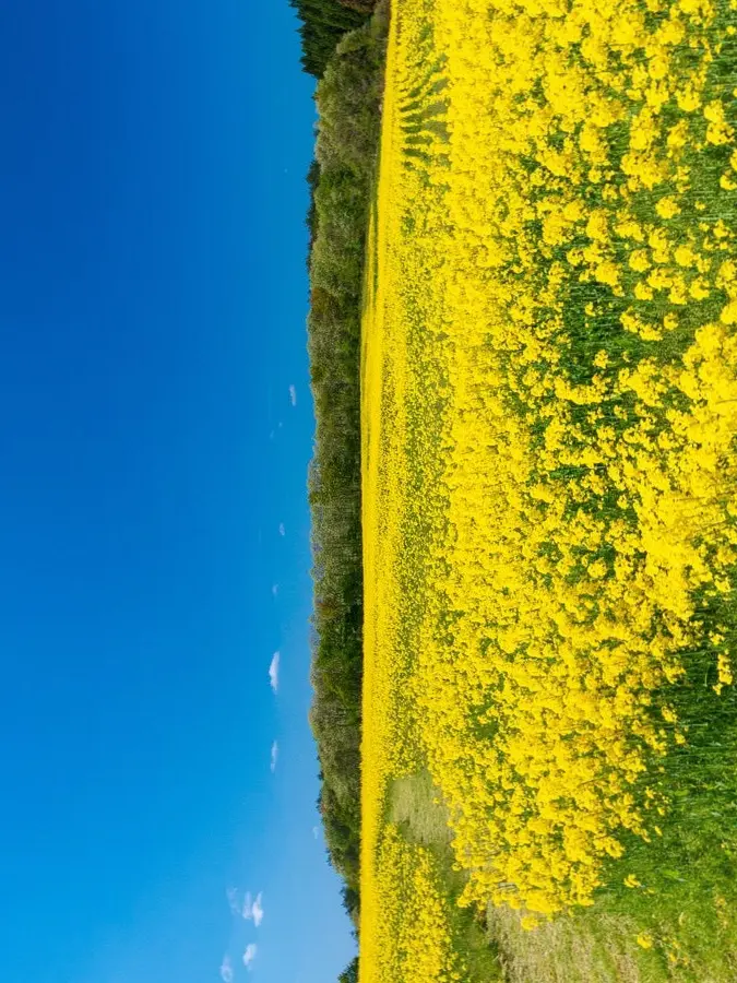 PomegranateisChikuwa의 にゃぽんと一緒に話そう！