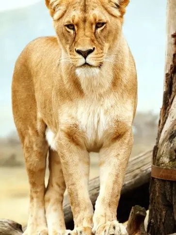 BarrenShrew1216의 마리아무리VS연무리