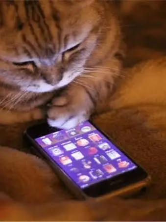 Dat1girl의 Warrior cats texting