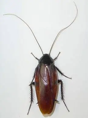 YACHIYOLOVE의 巨大ゴキブリから逃げる