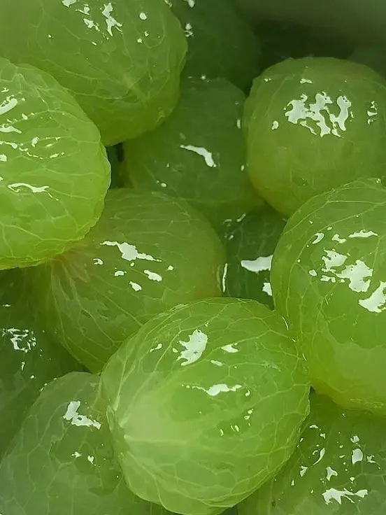 HumaneBoots3012의 오빠들 몰래 전담과 연애하기~